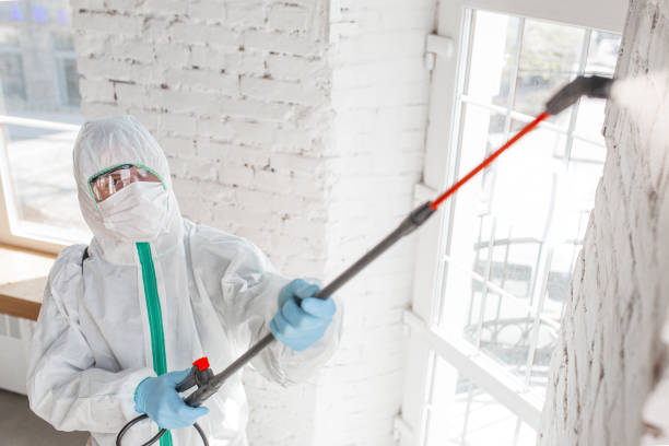 Best Attic Mold Removal  in USA